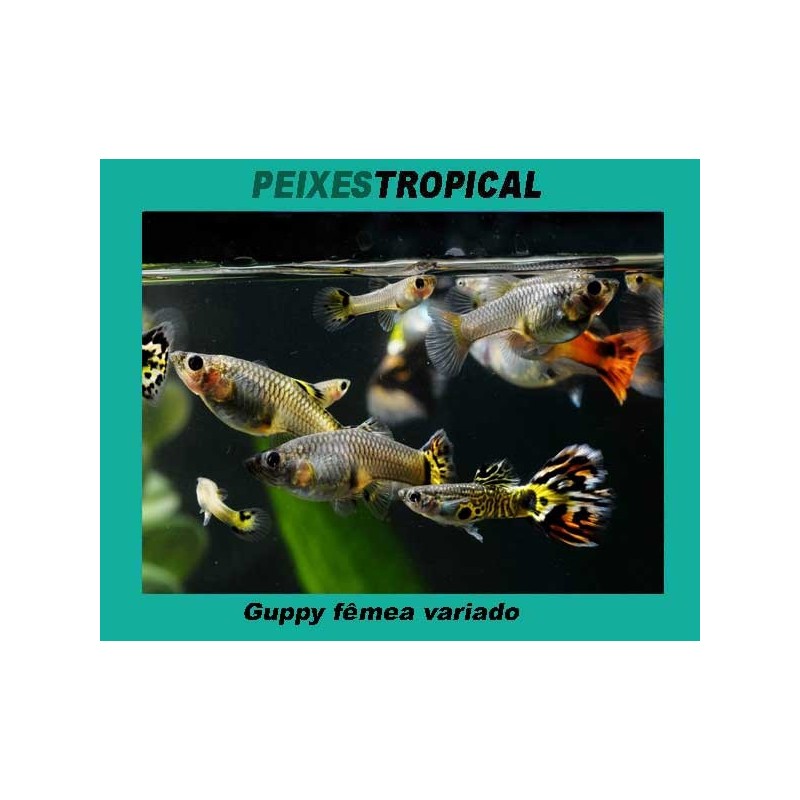 Guppy fêmea variado