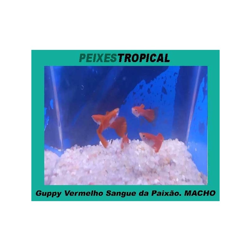 Guppy Vermelho Sangue da Paixão. MACHO