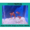Guppy Vermelho Sangue da Paixão. MACHO