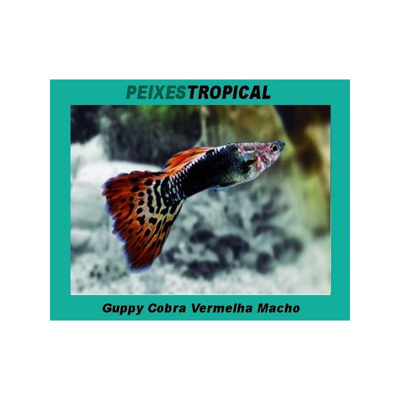 Guppy Cobra Vermelha Macho