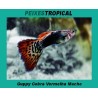 Guppy Cobra Vermelha Macho