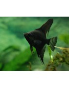 peixes de aquário